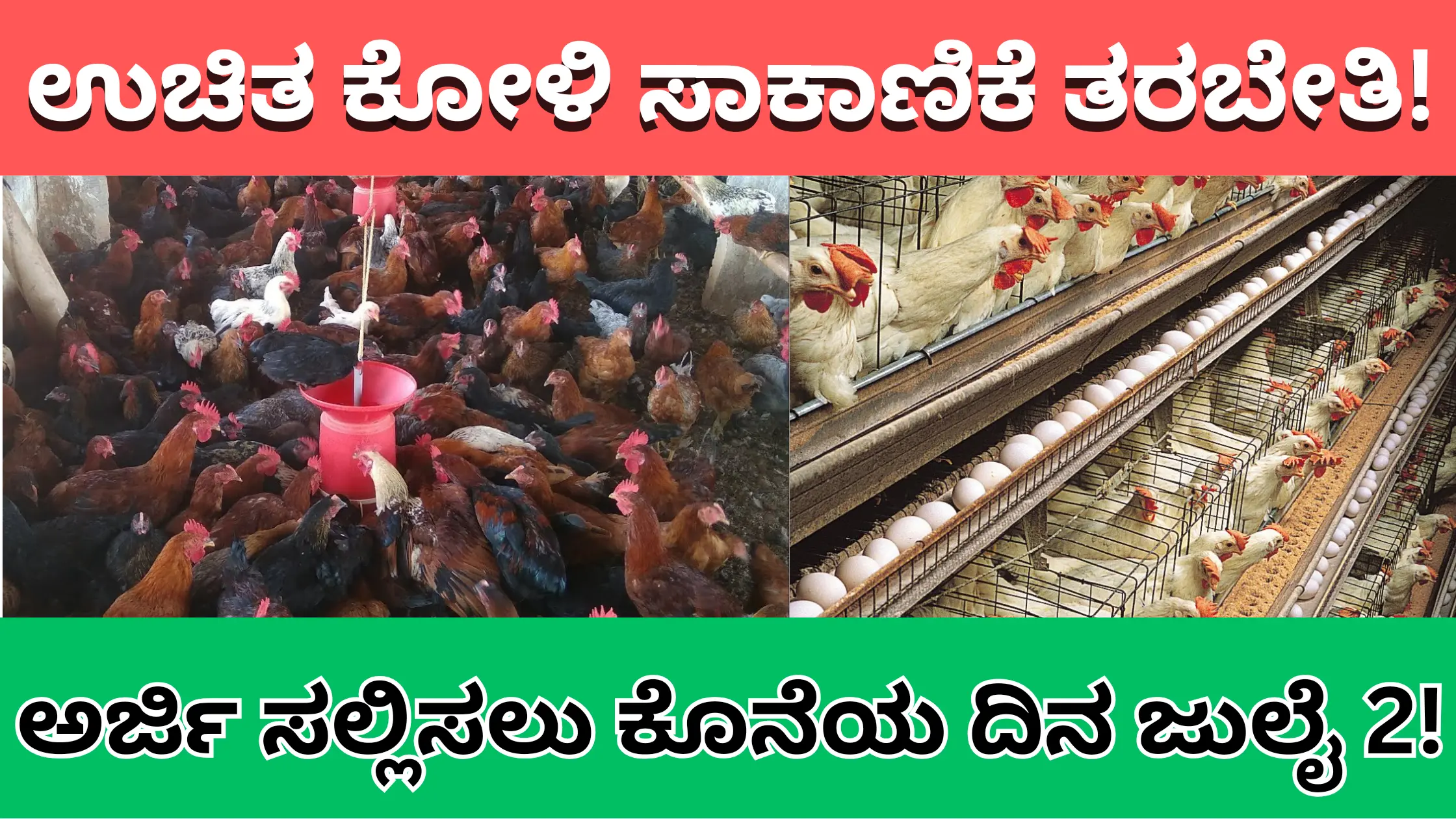 Free Poultry Farming training